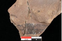 Foto (Detailsansicht) von Quercus palaeoilex Ettingshausen (NHMW-GEO-2024-0188-0806)